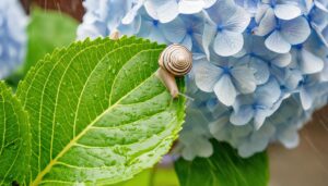 青い紫陽花とカタツムリのクローズアップ