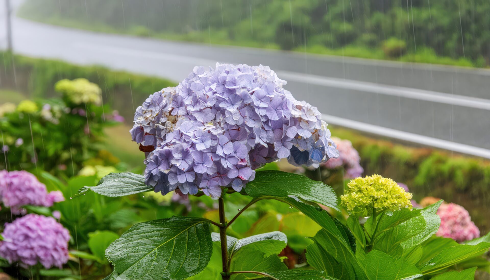 雨に濡れる道沿いの紫陽花