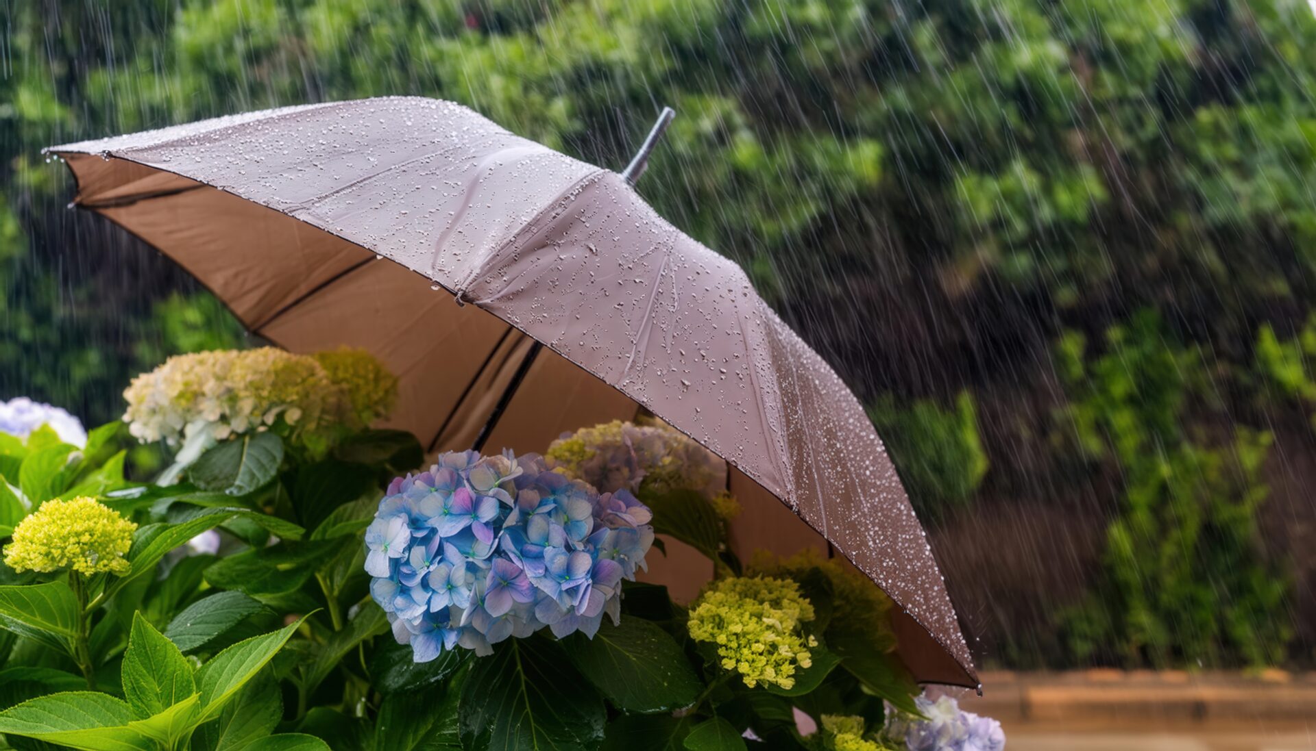 紫陽花と雨を防ぐ傘