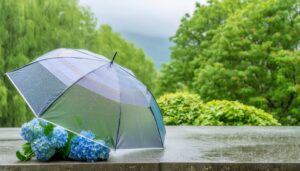 雨の日の透明な傘と青い紫陽花