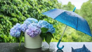 青い傘と花瓶に飾られた紫陽花