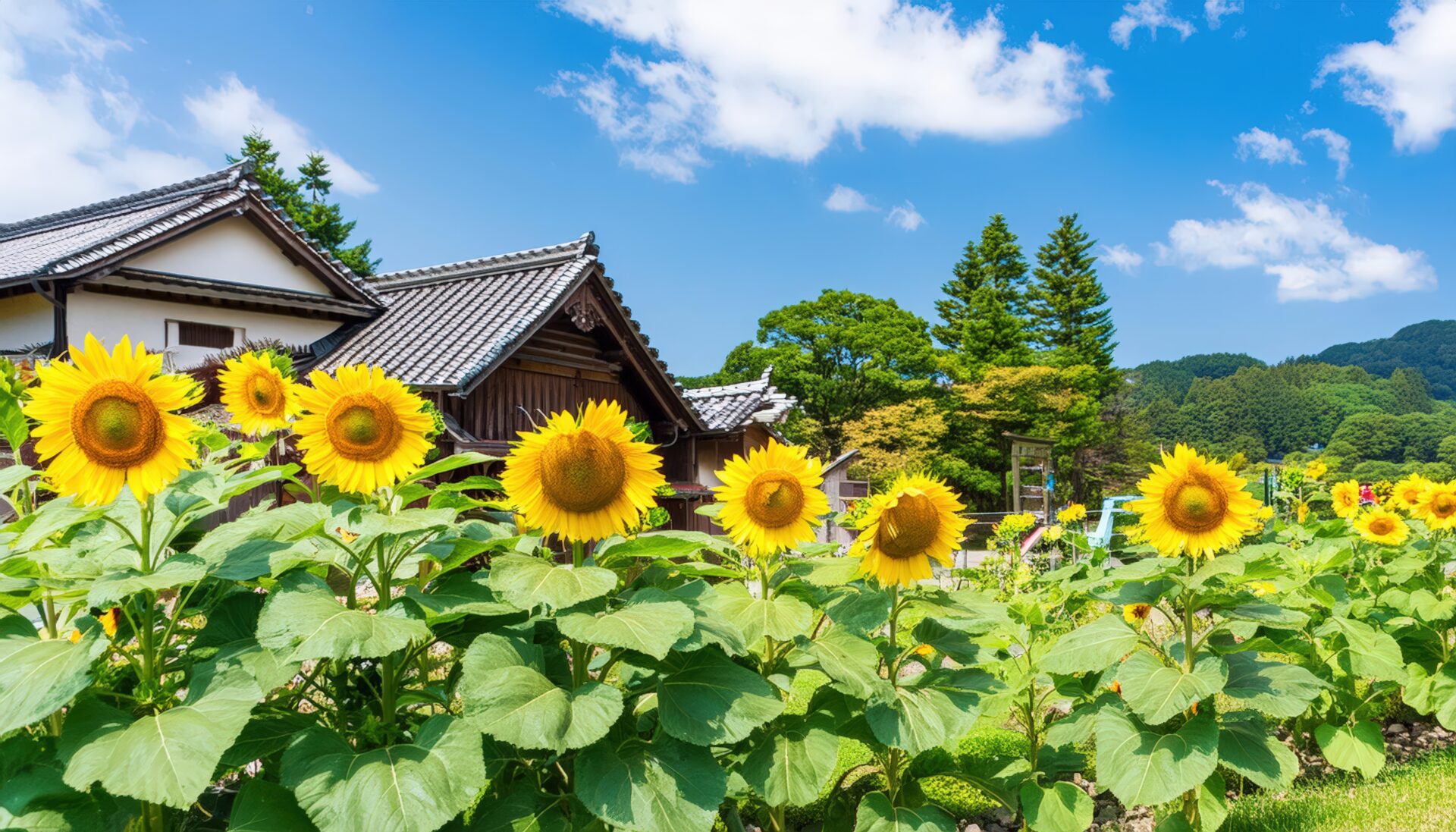青空の下のひまわり畑と日本家屋