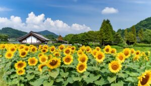 ひまわりが広がる畑と山間の日本の風景