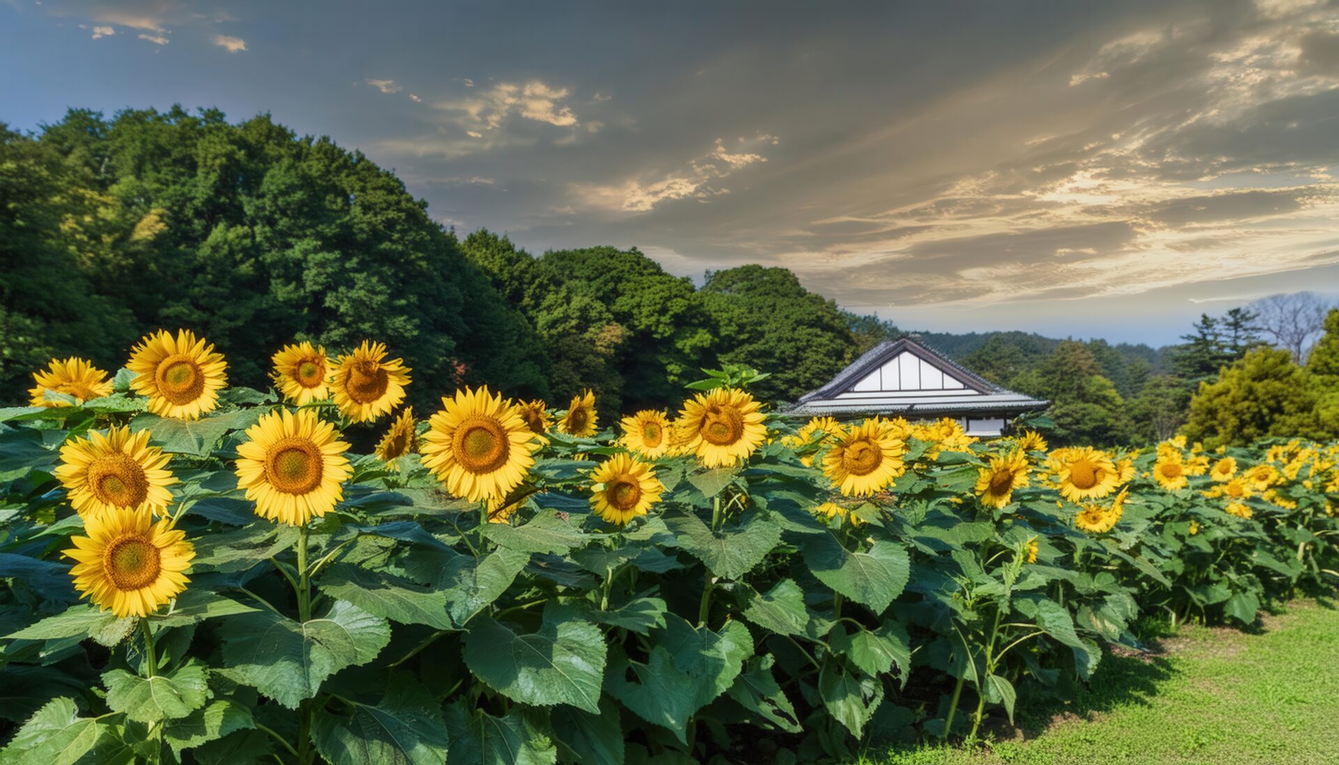 日没前のひまわり畑と古い日本家屋
