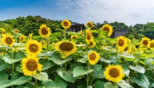 青空の下に広がるひまわり畑