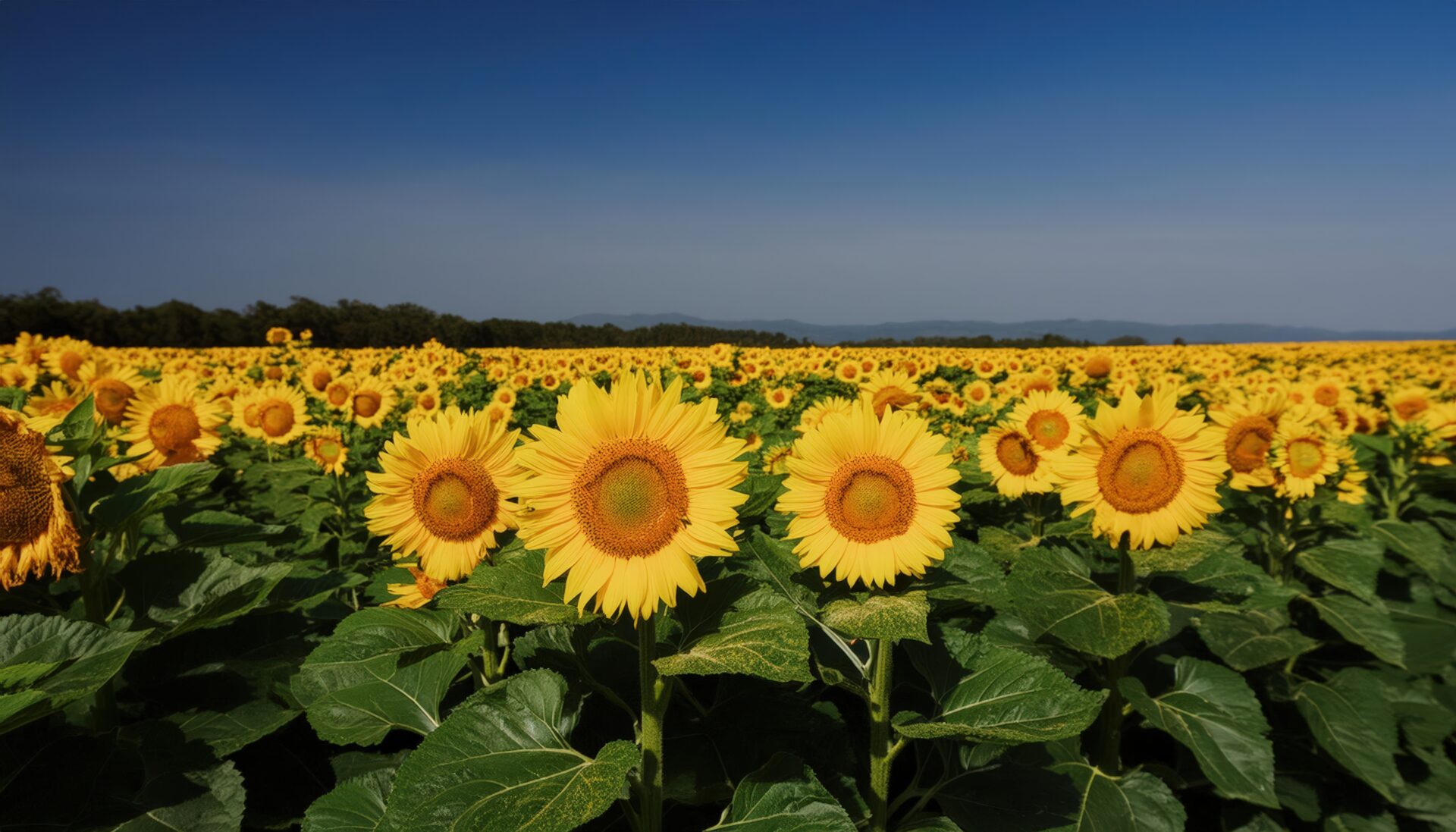 ひまわり畑のクローズアップと青い空
