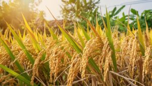 黄金色に実った稲穂