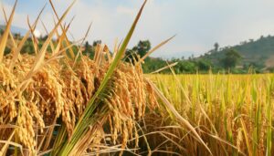 黄金色に輝く稲穂と遠景の山