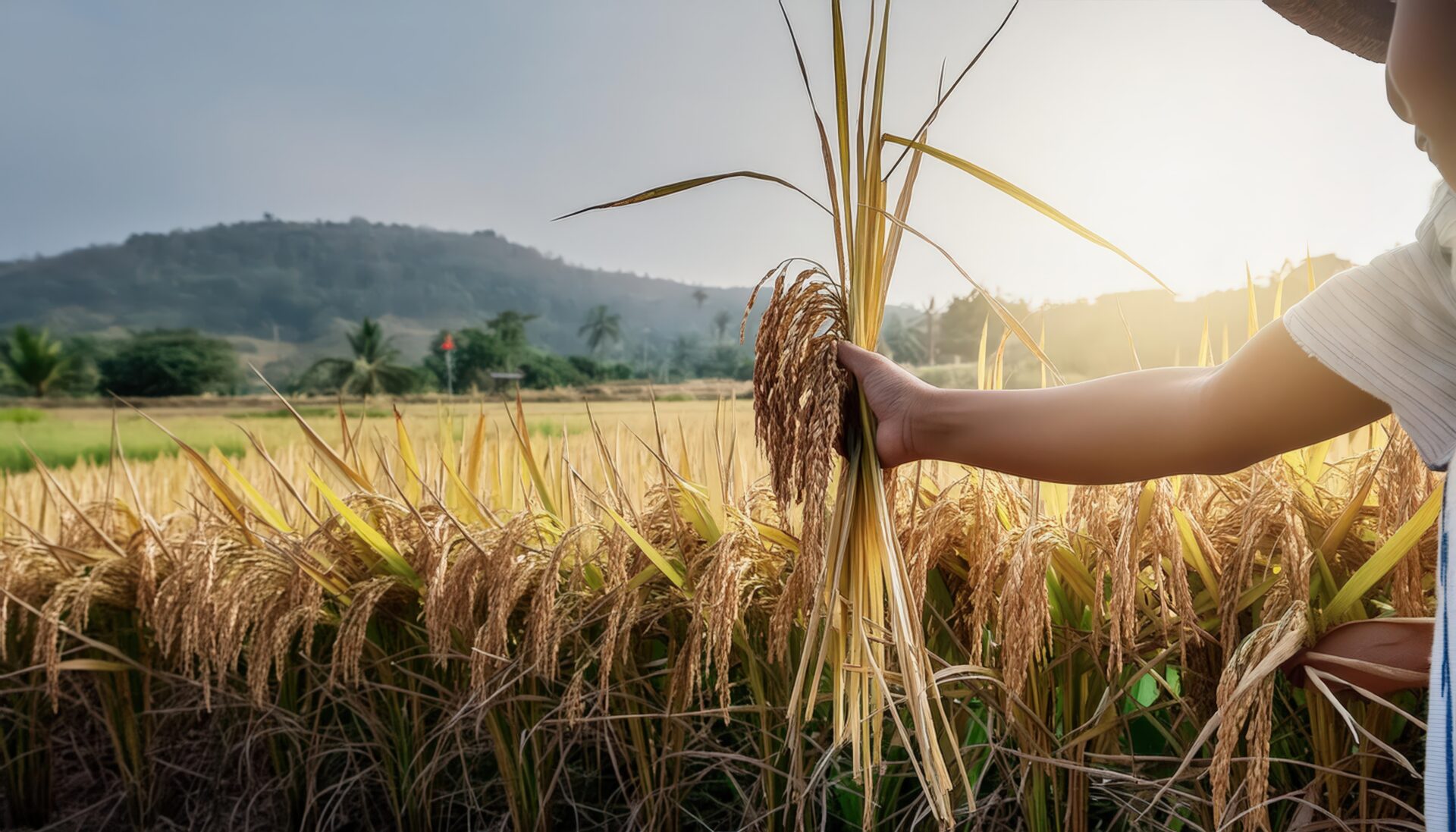 稲穂を手に持つ農作業の風景
