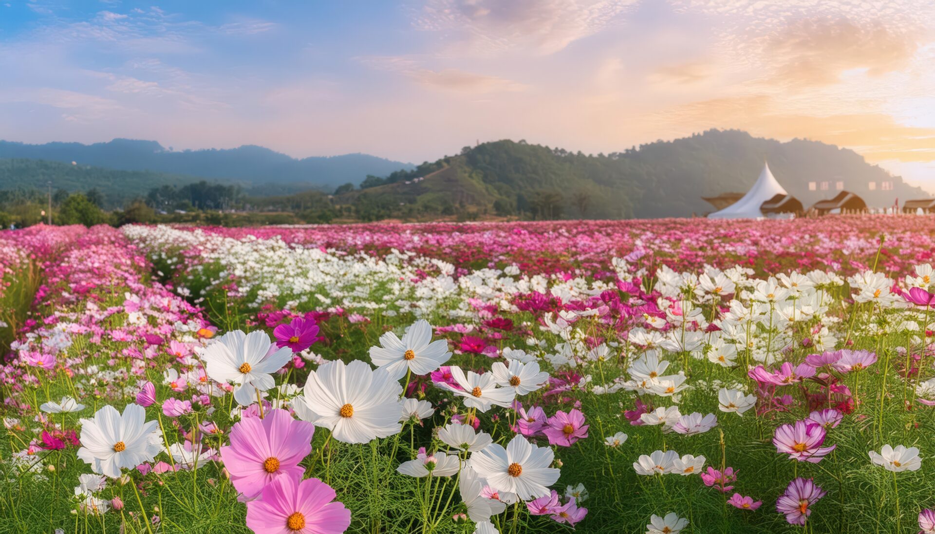 広がるコスモス畑と夕焼け