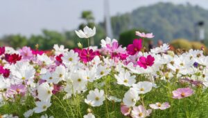 コスモス畑と遠くの山々