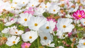 白とピンクのコスモスが揺れる花畑