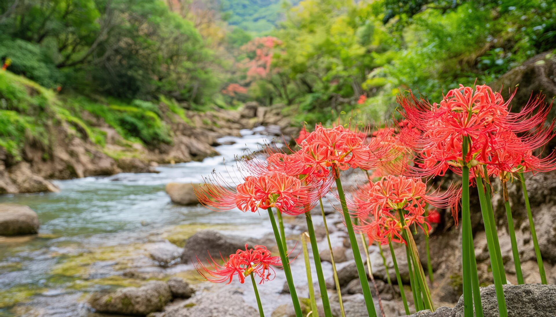 渓流と彼岸花が彩る秋の風景