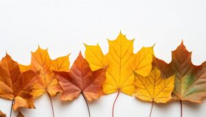 紅葉したカエデの葉が並ぶ背景