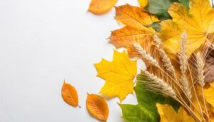 麦と黄色いカエデの葉が彩る秋のレイアウト