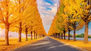 並木道の美しい秋景色