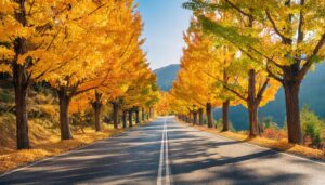 メタセコイア並木と青空の秋の道路