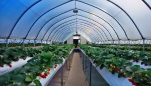 夜のビニールハウスに並ぶイチゴ