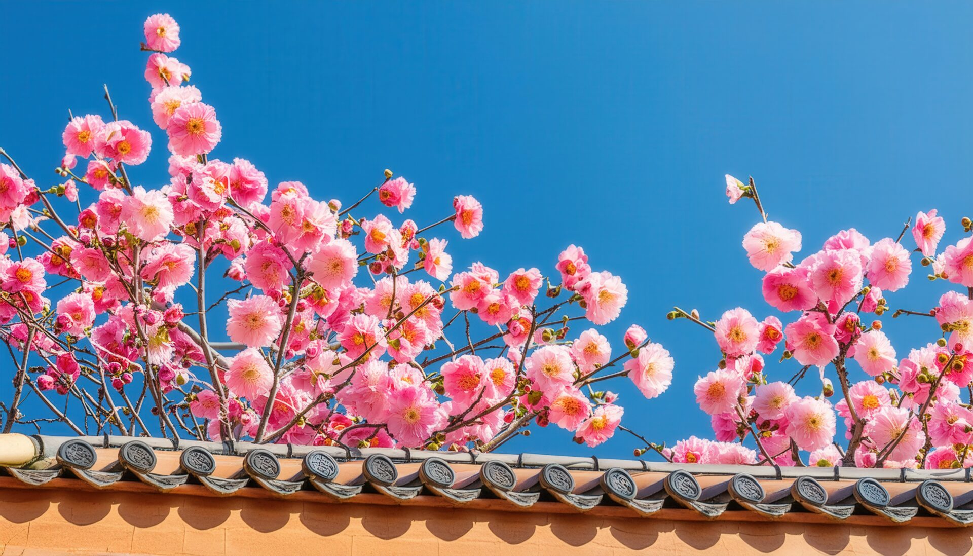瓦屋根の上に咲く梅の花と青空