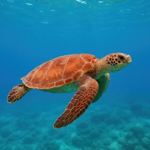 水中を優雅に泳ぐウミガメ