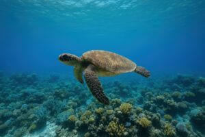 水中を泳ぐウミガメ