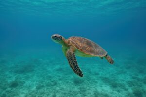 草むらを進むアオダイショウ