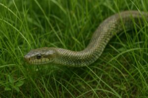 落ち葉の上のアオダイショウ