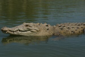 水辺にたたずむワニ