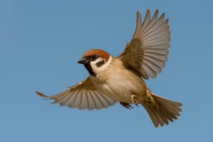 飛んでいるスズメ（青空）