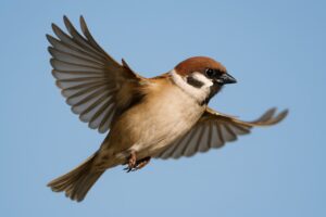 翼を広げたスズメ