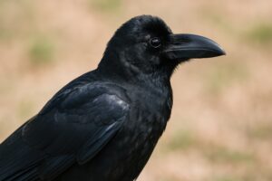クローズアップのカラス