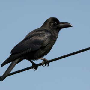 電線にとまるカラス