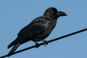 電線上のカラス