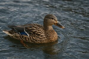 水面を進むマガモのメス