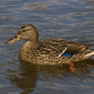 水面を泳ぐマガモのメス