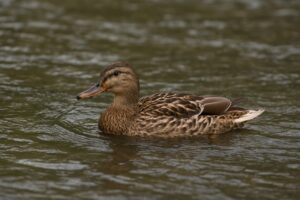 穏やかな川のマガモのメス
