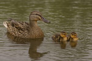 マガモ親子が泳ぐ姿