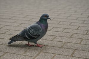 石畳の上を歩くカワラバト