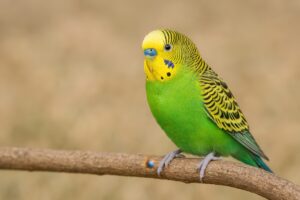 緑の羽が美しいセキセイインコ