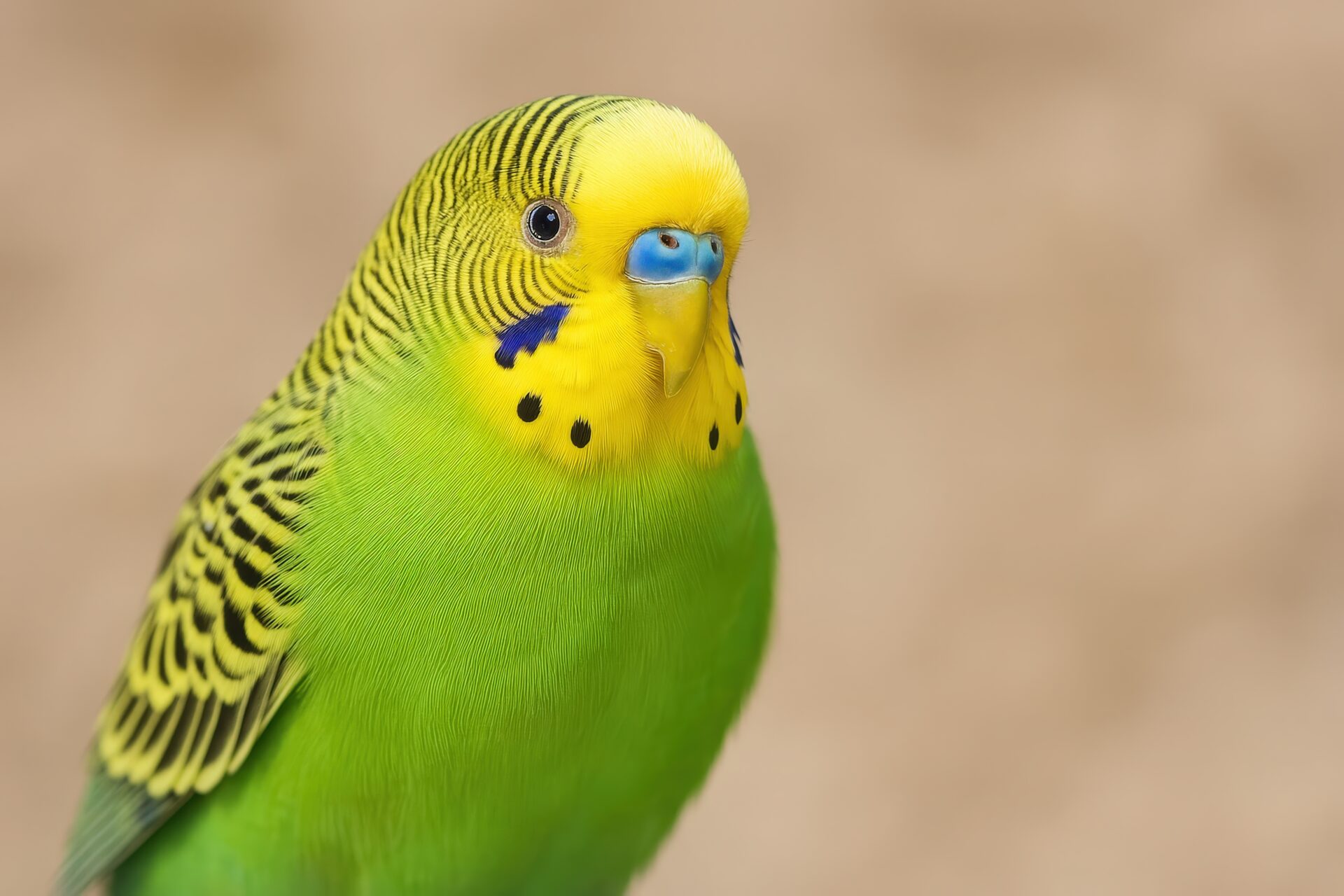 アップで見るセキセイインコ