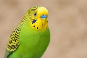 アップで見るセキセイインコ