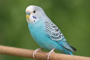 青いセキセイインコの横顔