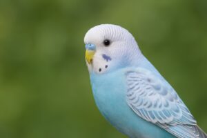 澄んだ目の水色セキセイインコ