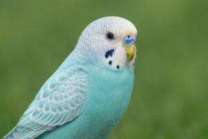 明るい水色のセキセイインコ