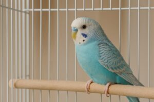 鳥かごに佇むセキセイインコ
