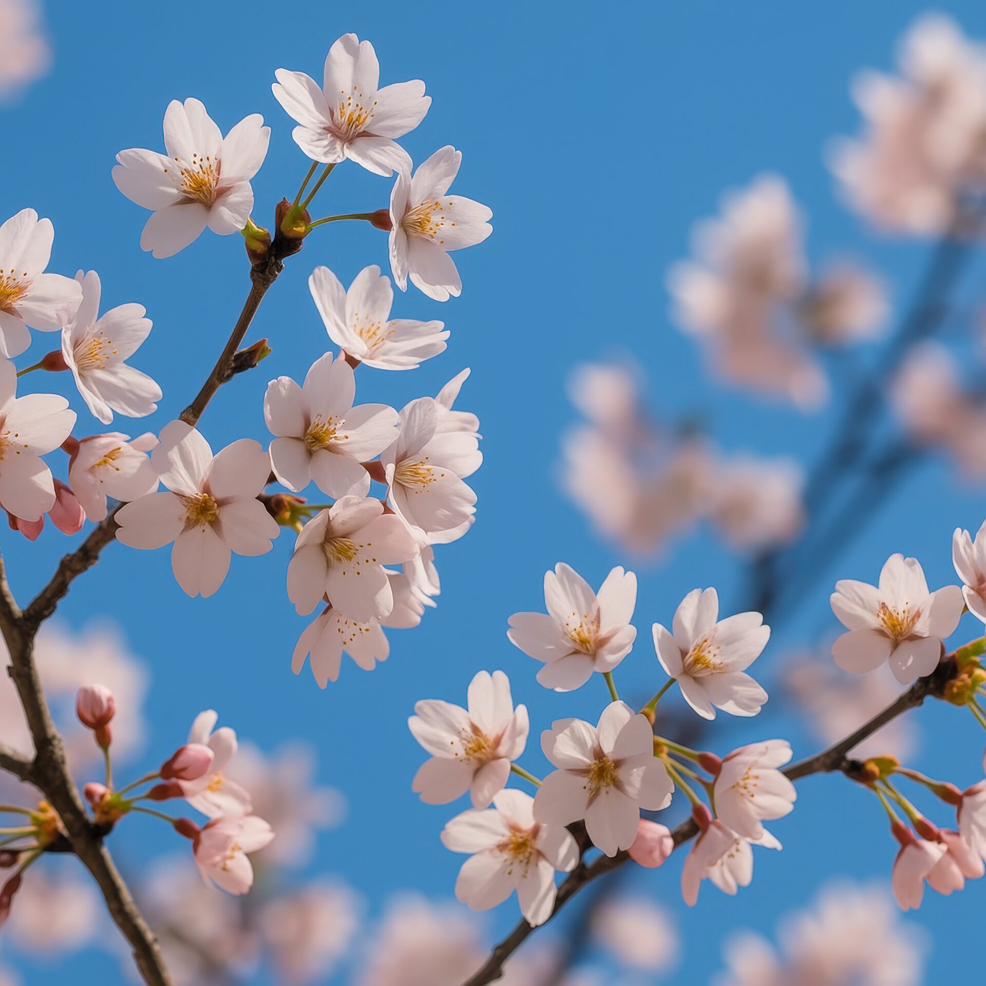 青空に映える桜の花とつぼみ