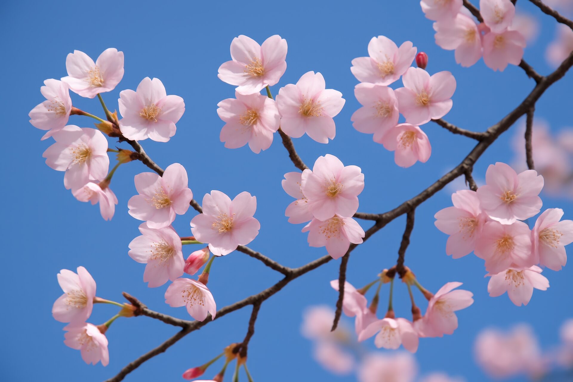 青空に映える満開の桜の枝