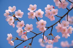 青空に映える満開の桜の枝