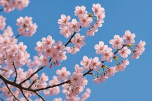 青空の下で咲き誇る桜のクローズアップ