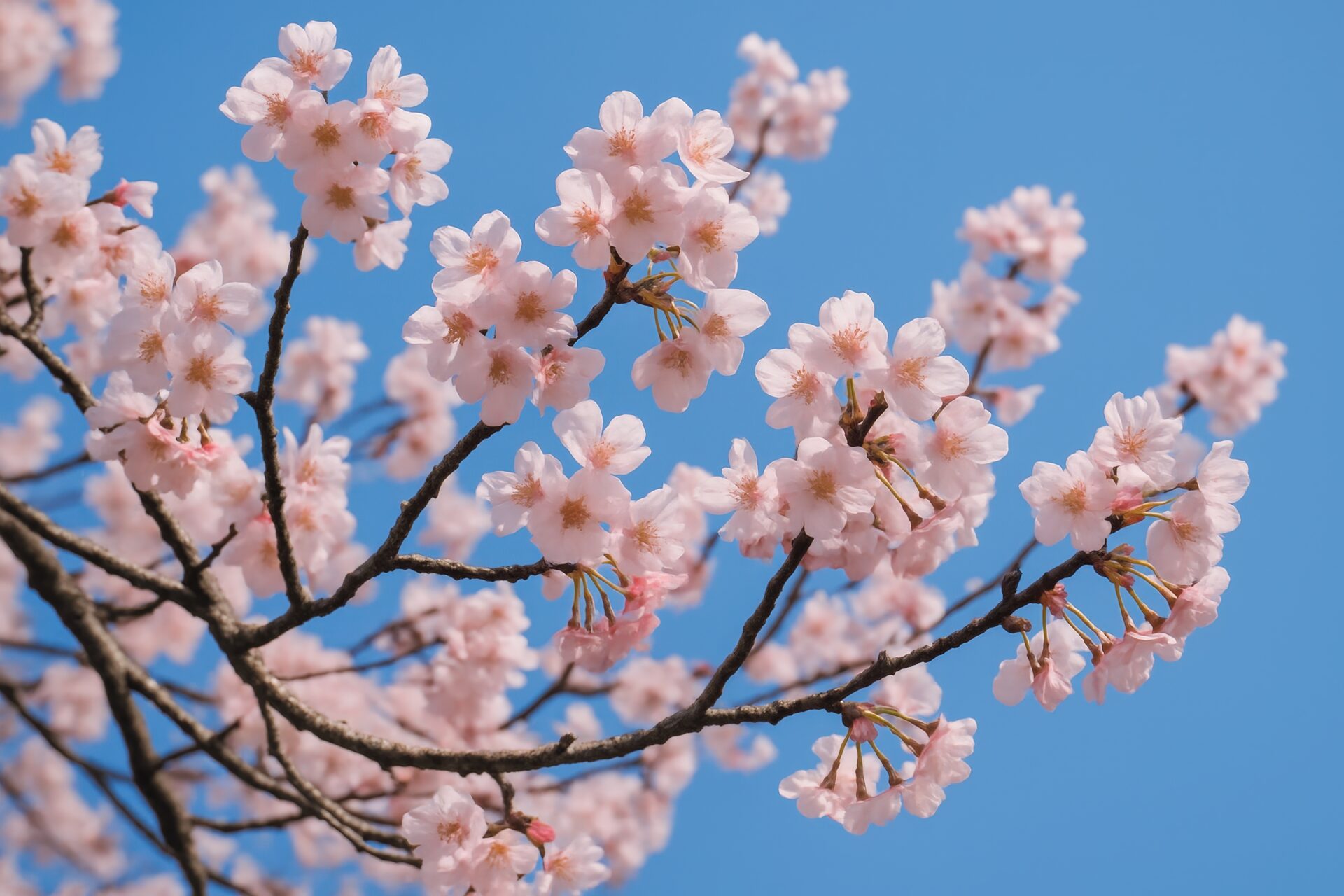 春の空に咲く桜の花々